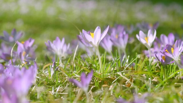Close-up video of wonderful blooming crocus flowers on a beautiful spring day. Delightful primroses in a sunny park