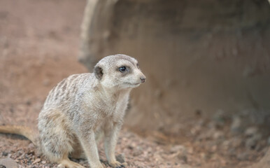 Fototapeta premium Meerkat sits on ground in desert habitat during daytime near burrow in wildlife park or zoo setting