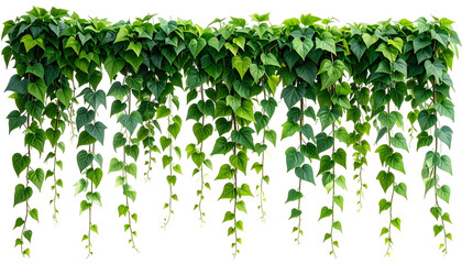 Lush green vines with heart-shaped leaves cascade downward against a black backdrop