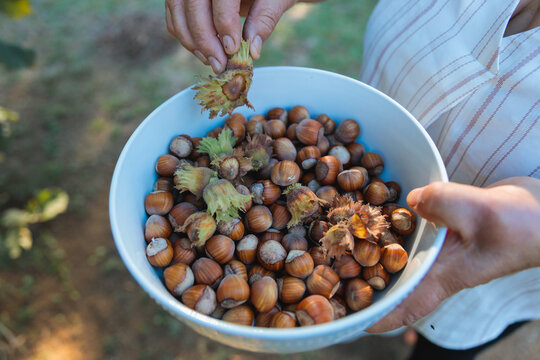 Farmer holding bowl of freshly picked hazelnuts