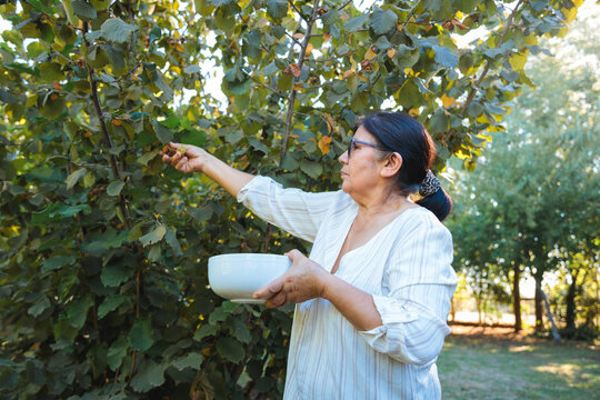 Senior female farmer picking nuts in her orchard