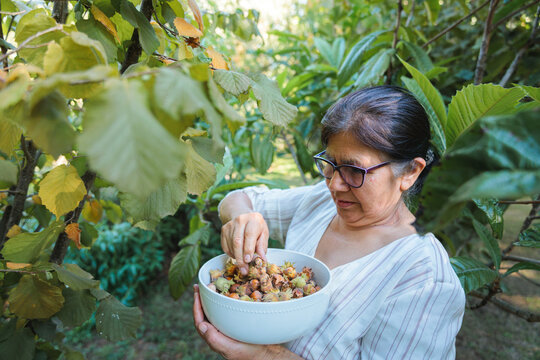 Senior latin farmer harvesting hazelnuts from her orchard