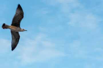 Obraz premium Wild seagull soaring with wings spread wide against bright blue cloudy sky over adriatic sea on summer day. Concept of freedom, wildlife nature and coastal bird life in Mediterranean.