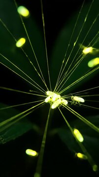 Magical Night Forest Scene With Swarms Of Glowing Fireflies Flying Among Dark Green Leaves And Twigs In Soft Natural