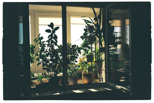 Sunlight streaming through a window highlights lush indoor plants