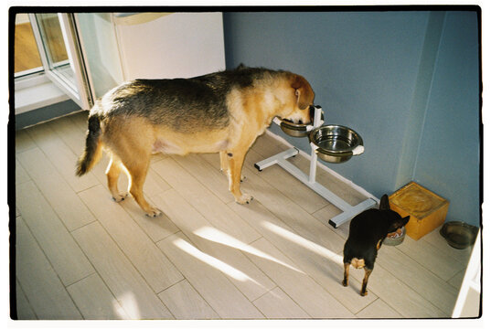 Dogs enjoying meal time together in a cozy indoor 