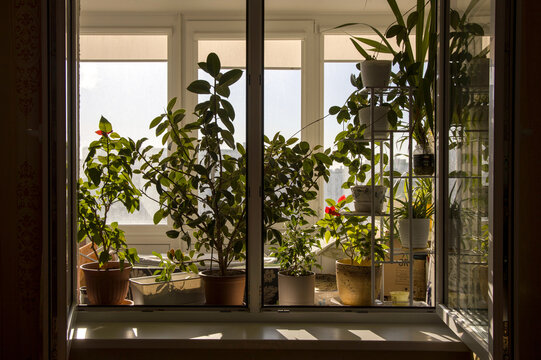 Sunlight streaming through a window highlights lush indoor plants