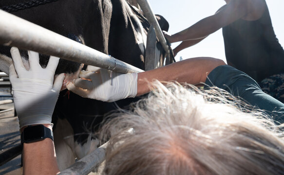 Surgical procedure in a dairy cow