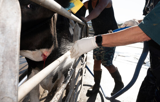 Surgical procedure in a dairy cow
