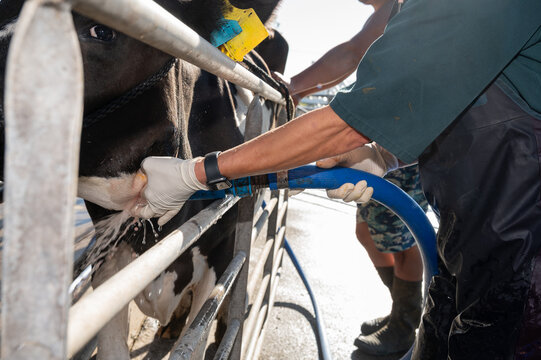 Surgical procedure in a dairy cow