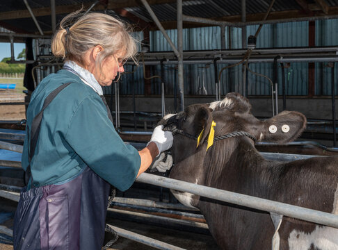 Surgical procedure in a dairy cow