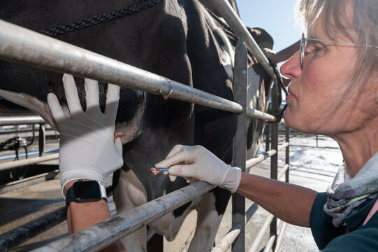 Surgical procedure in a dairy cow
