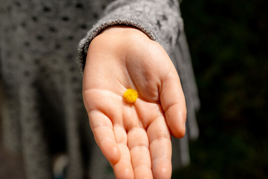 Little girl holding yellow Mimosa flower