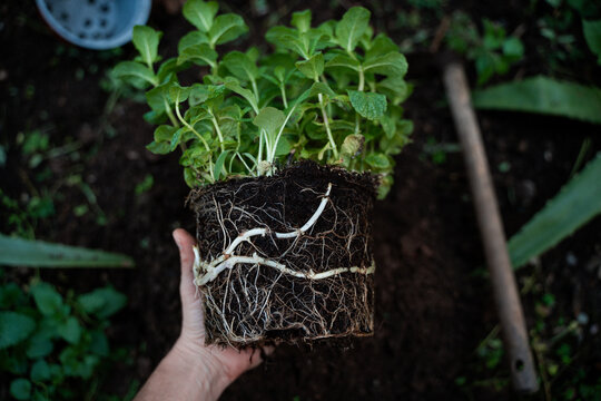 Gardening. Mint Plant 