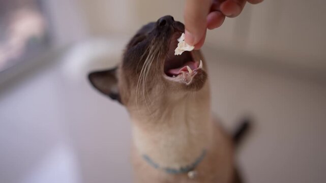 POV close up of an elegant Wichien Maat cat's mouth slowly biting and eating food from a hand in a bright white room, showing trust, appetite, and a healthy pet lifestyle. slow motion