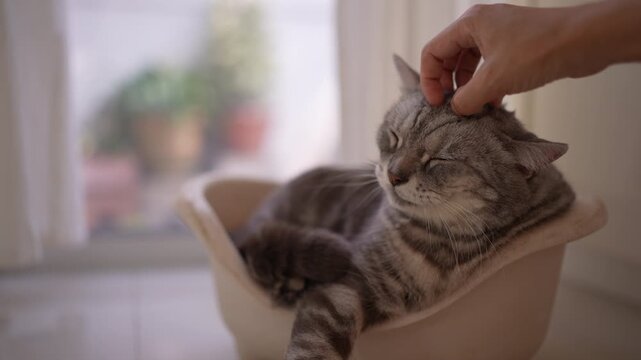 POV close up of a hand gently scratching a chubby American Shorthair cat's head, eyes closed in bliss, as curtains blow in a bright white room, capturing pure peace and domestic love. slow motion