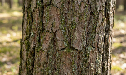 Obraz premium Tree Bark