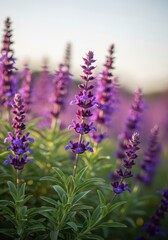 Obraz premium A vibrant bush of purple sage flowers blooming luxuriantly under natural sunlight, showcasing delicate petals and lush green foliage outdoors, outdoor, fragrant, detail