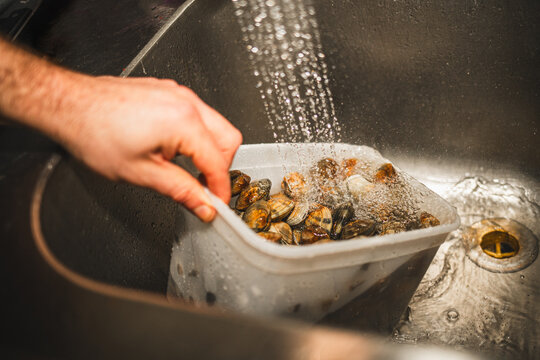 Washing Clams in Stainless steel Sink