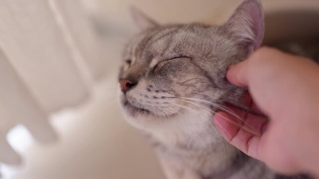 POV close-up of hand scratching a chubby grey American Shorthair cat's head and chin. Feline closing eyes in bliss in a bright white room, representing pet love and domestic comfort. slow motion
