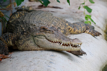 Obraz premium The crocodile is sleep and rest near the river