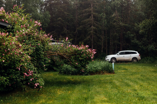 A Misty Alaskan Backyard