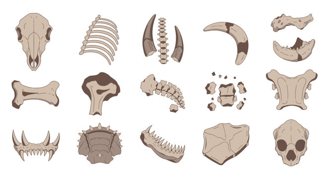 Collection of Various Animal Bones and Skulls.