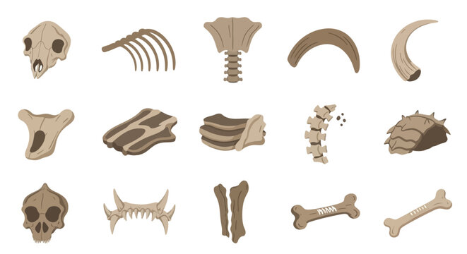 Collection of Various Human Bones and Skulls.