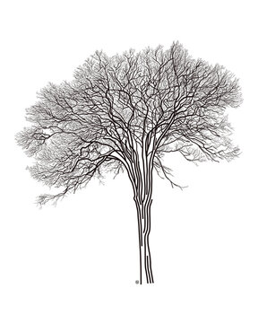 어도비 43 브라질 이비라푸에라 피케이라 나무