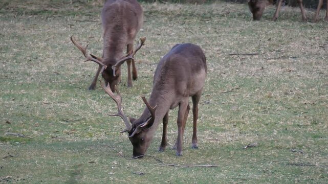 Feral fallow deer herd eating grazing grass Australian alpine bush environment
