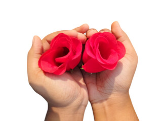 Cupped Hands Holding Two Red Rose Blooms