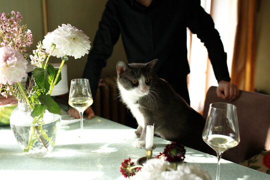 the cat in the kitchen