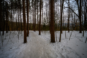 Winter Kaaterskill Forest