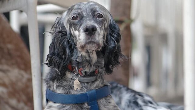 Close up shot of an english setter dog with a blue harness sitting and looking at the camera with its tongue out