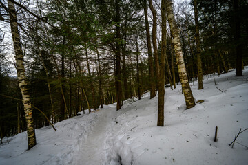 Winter Kaaterskill Forest