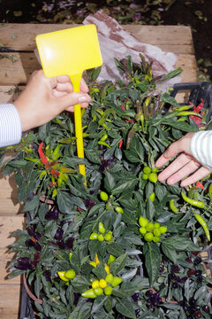 Two young women are choosing a potted plant at a market