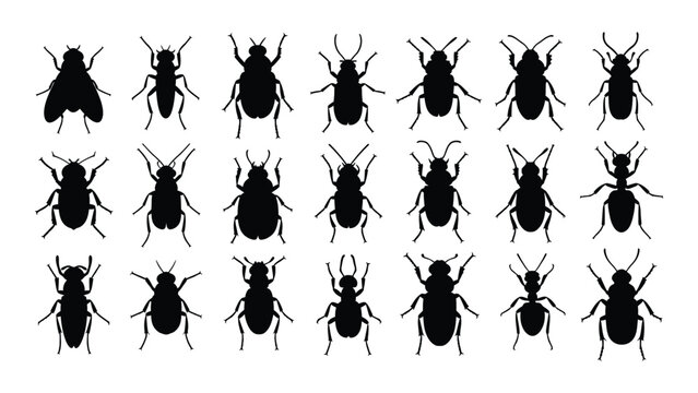A collection of black silhouettes of various beetles isolated on white background, Vector