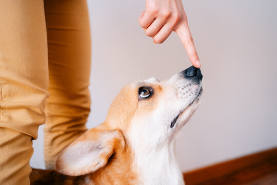Hand signals nose cue to attentive corgi