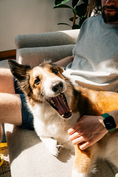 Dog yawning on man's lap while relaxing indoors
