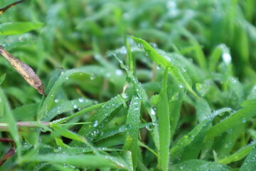 Fresh morning dew drops glisten on vibrant green blades of grass in a soft focus natural meadow.