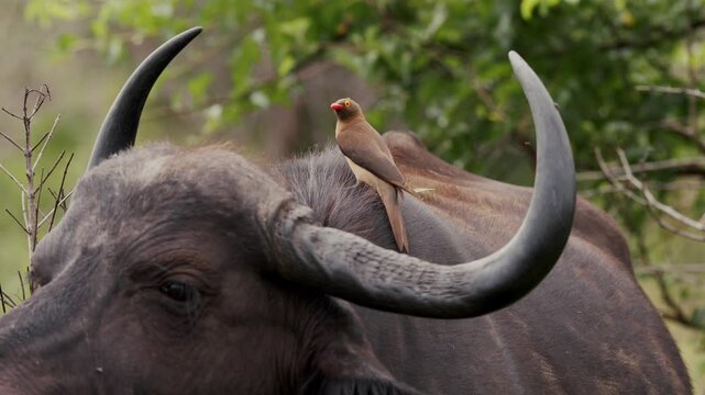 An African buffalo stands in a South African national park while a red-billed buffalo weaver hops on its back, picking off parasites, showing a unique symbiotic wildlife interaction up close.