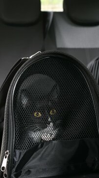 A cute cat is in a big cage ready to go in a vet clinic or in an animal shelter. Black tomcat sitting in an animal carrier waiting for road trip