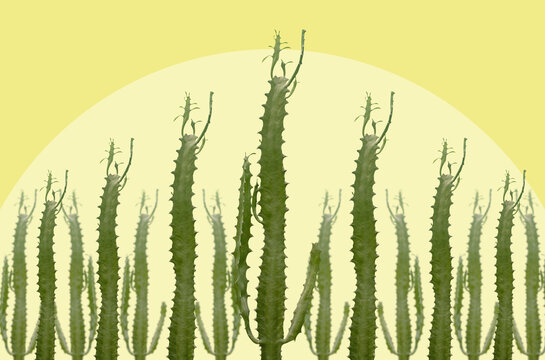 Collage with a euphorbia cactus