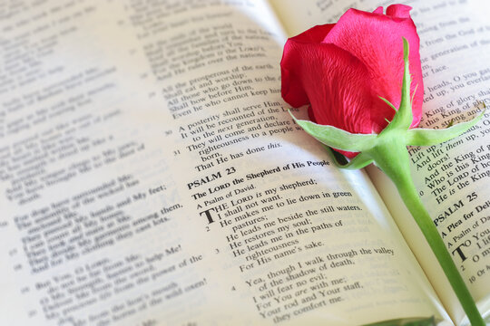 Bible open to Palams 23 with a red rose on the page