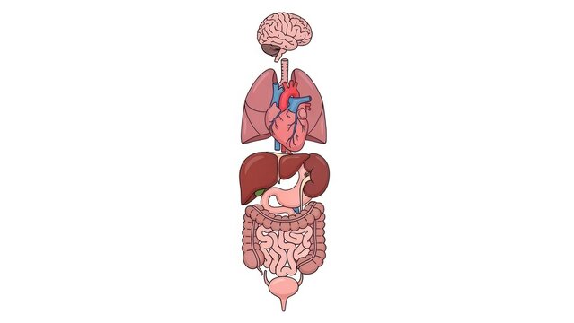 Human anatomy