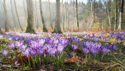 Beautiful early spring flowers of purple crocuses bloom in the forest