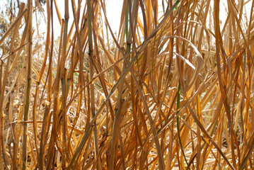 A close-up photograph of a clump of dry grass during the dry season.