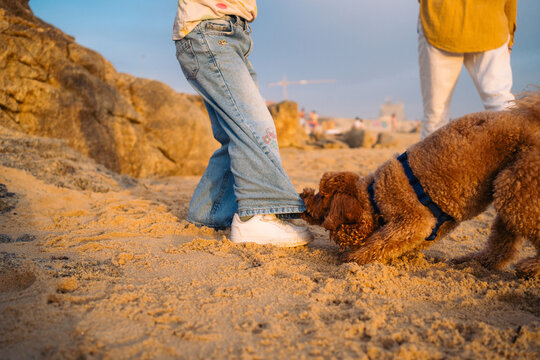 Dog tugging pant leg on sandy beach
