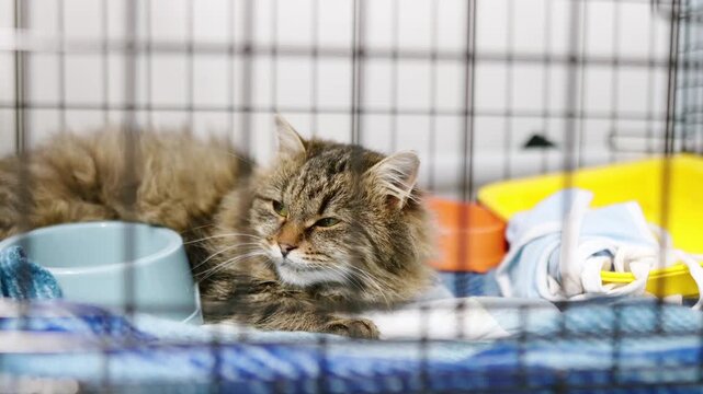 An elderly cat is in a big cage in a vet clinic or in an animal shelter. Hotels for domestic animals. Overexposure of pets. Protection, treatment, vaccination, adoption of homeless or lost animals.