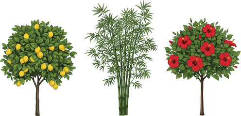 Set Of Potted Fruit And Ornamental Trees Including Lemon Tree With Yellow Fruits Green Bamboo Stalks And Red Hibiscus Flower Bush Isolated Vector Illustration © MdMeherul